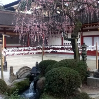 The last of the plum blossoms on the grounds of Dazaifu Tenmangū (March 2013)