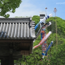Koinobori (carp streamers) fly over the grounds of Dazaifu Tenmangū in anticipation of Children's Day. (April 2016)