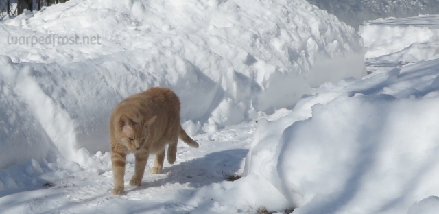My yellow tabby walking in a path of cleared snow. To either side the snow is piled one to two feet high.