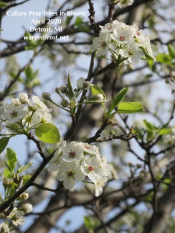 A thin branch of a Callary pear tear with two bunches of flowers in full bloom.