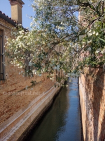 A shrub flowering over a wall in a canal somewhere in Venice. July 2023